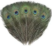 12 PCS Real Natural Peacock Eye Feathers 10-12 inch for DIY Craft